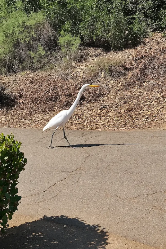 A great egret walks across a cracked paved path at Dos Picos County Park, bordered by dry leaves and dense green shrubs