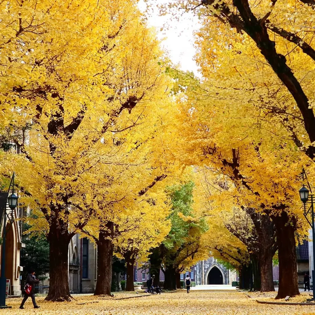 Japan - University