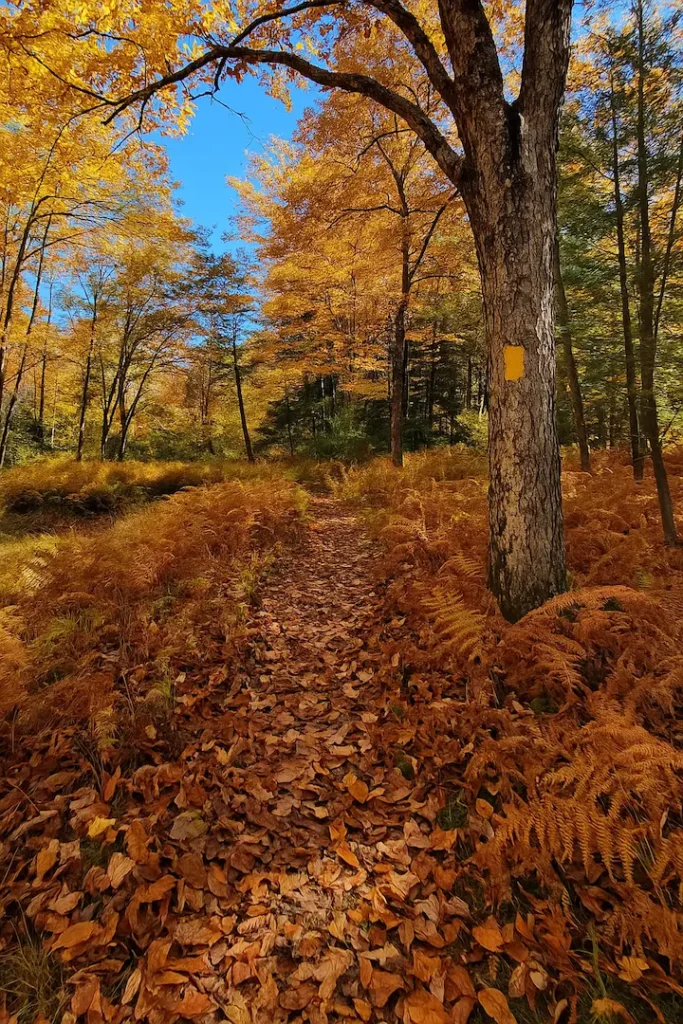 Poe Valley State Park Camping (Fall Park)