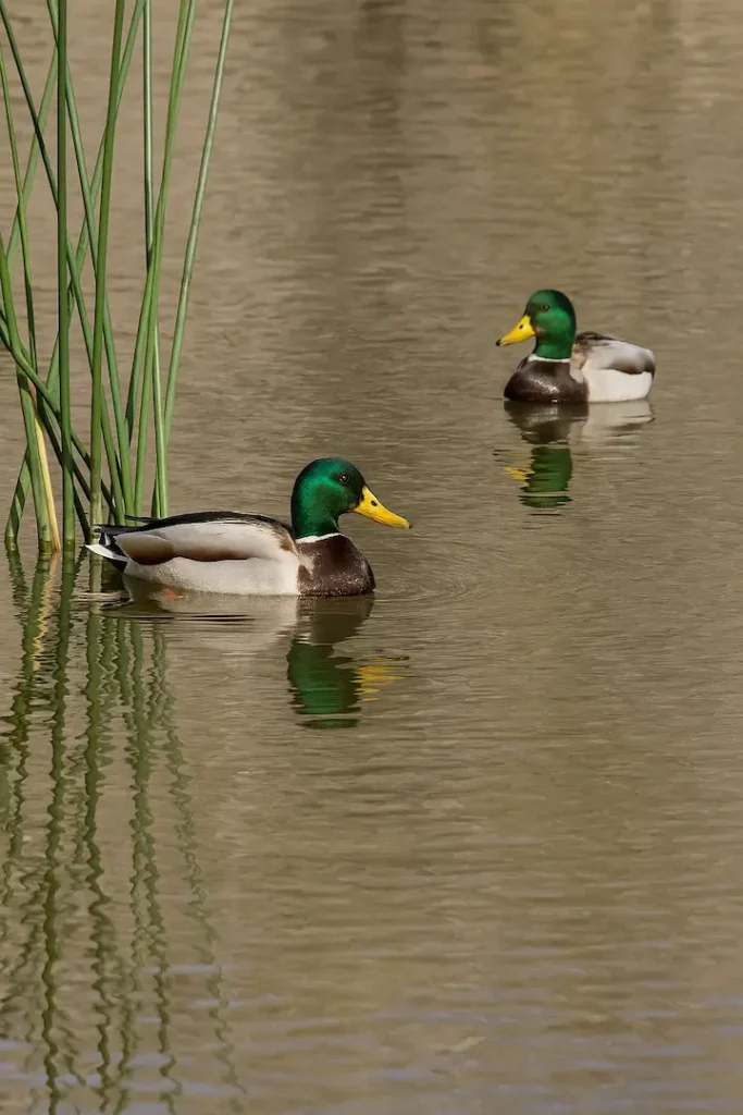 Two male mallard ducks glide across a calm pond at Dos Picos County Park, surrounded by tall reeds and soft reflections on the water